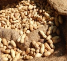 Étude : L’ANSD livre les chiffres sur la transformation de l’arachide au Sénégal