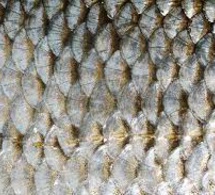 Ouganda : Un Sénégalais arrêté avec des écailles d'animaux d'une valeur de 114 millions FCFA risque la prison à perpétuité et une très forte amende