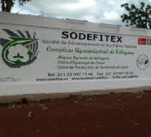 Bonne nouvelle pour les travailleurs de la Sodefitex: La Direction générale renonce à la fermeture de l’usine de Kolda