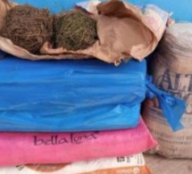 Bignona : Plus de 874 kg de chanvre indien saisis et 04 personnes à Niaffrang