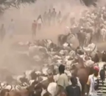 Vidéo: Regardez l’impressionnante arrivée des bœufs de Cheikh Béthio Thioune à Touba
