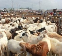 Sanctions contre le Mali : Vers une flambée du prix de la viande (éleveurs)