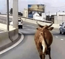 Autoroute à péage : Un bœuf saute d’un camion et provoque un accident spectaculaire