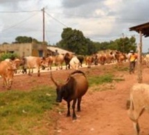 Vol de bétail à Mbar : Un malfrat tombe, le fils d'un chef de village recherché par la gendarmerie