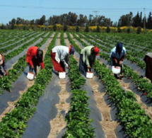 Production Maraichère : Les acteurs déplorent la hausse des intrants