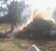 Casamance: 6 champs de chanvre indien brûlés par l'armée, un suspect arrêté