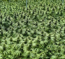 Lutte contre le trafic de stupéfiants à Bignona : l’armée détruit six vastes champs de cannabis et arrête un suspect