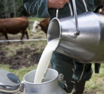 Production du lait: Seuls 2 à 3 % du lait sont collectés dans l’espace Cedeao