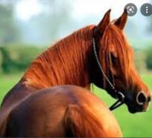 Drame à Diourbel: Un voleur de cheval, lynché