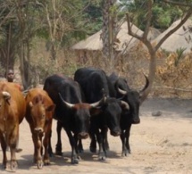 Dahra-Djoloff : La gendarmerie démantèle un vaste réseau de voleurs de bétail