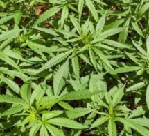 Des pompiers viennent pour une fuite de gaz et tombent sur 1.500 pieds de cannabis