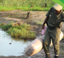 Résultats 2021 des douanes en Casamance : près de 2,5 milliards versés au trésor et 1,3 tonne de chanvre indien saisie Résultats 2021 des douanes en Casamance : près de 2,5 milliards versés au trésor et 1,3 tonne de chanvre indien saisie
