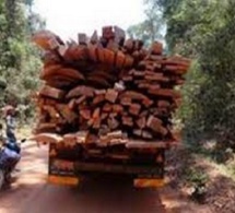 Trafic de bois en Casamance : Un mal si profond
