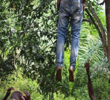 Drame à Diourbel: Un jeune de 32 ans retrouvé mort, suspendu à un arbre