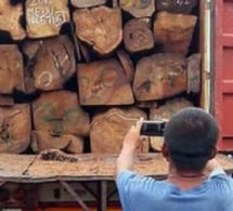 Graves révélations d’Ali Haïdar: « Chaque année, des milliers de conteneurs de bois quittent le Sénégal pour la Chine »