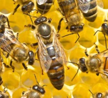 Diamniadio: Un vigile de la société TSK tué par des abeilles