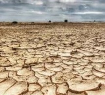 Lutte contre la désertification et pour la reforestation : Les nouveaux objectifs de la grande muraille verte
