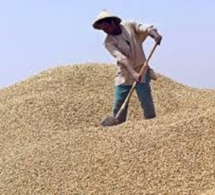 Campagne de commercialisation arachidière au Fouladou : L’Etat veille sur son prix plancher, mais…
