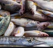 «Le Sénégal pourrait connaître un déficit de l’offre de poisson d'environ 150 000 tonnes par an au cours des années 2020 » (FAO)