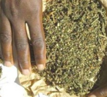 Trafic de drogue à Tivaouane : La police fait tomber 5 dealers avec 5 kg de "yamba"