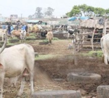 Dahra Djoloff : Mort subite d’un éleveur de 62 ans au foirail