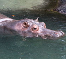 Curiosité des populations à Podor : Un hippopotame émerge des eaux du Doué