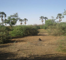 75 ha pour Sn Hlm, Cda et Ess : Sébikotane déclassée dans sa forêt classée