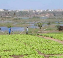 Tournée dans les Niayes: Les maraîchers posent leurs doléances à Aminata Assome Diatta
