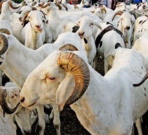 Risques de pénurie de moutons lors de la prochaine Tabaski