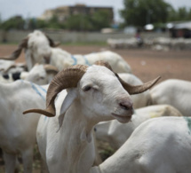 Embargo économique du Mali: Le marché sénégalais sera bien ravitaillé en moutons de Tabaski