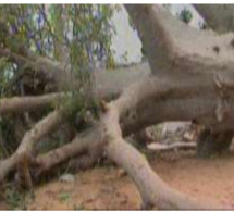 Saly Portudal : Le village artisanal secoué par la chute d’un vieux baobab