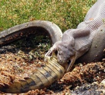 Australie: un serpent avale un crocodile