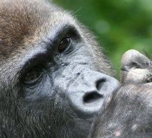 PALUDISME - " Ce sont les grands singes africains qui ont infecté les hommes du monde "