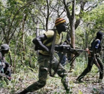 Démantèlement des caches de chanvre indien: Entre l'ingéniosité des rebelles et le flair de l'Armée. Regardez !