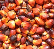 L’Indonésie suspend toutes ses exportations d’huile de palme, plongeant le marché des oléagineux dans la tourmente