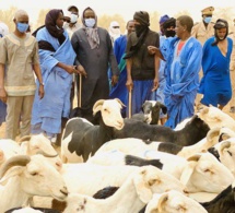 Tabaski 2022 : le Sénégal supprime les taxes sur la vente de bétail pour les éleveurs mauritaniens