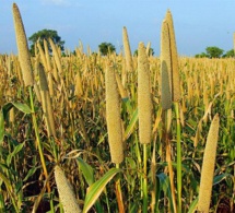 Pour une souveraineté alimentaire au Sénégal : L’IPAR propose le mil comme solution