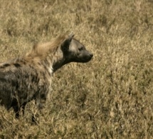 Nu dans la brousse "pour devenir riche", une hyène lui dévore le pénis