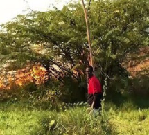 Forêt classée de Mbao : reportage sur un refuge du grand banditisme