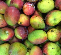 Agriculture : Les exportations de mangues ont atteint un niveau record…