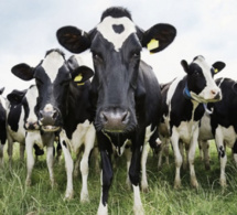 Vol de bétail : Un vieux de 65 ans vole des vaches estimées à plus de 3 millions FCfa