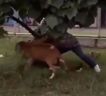 VIDEO - TRISTE OU DRÔLE ? Un mouton agresse les passants par simple plaisir