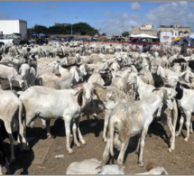 Meurtre à Pikine: Un soudeur métallique tue un vendeur de moutons