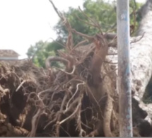 Keur Saloum Diané: Une adolescente tuée par la chute d'une branche d'arbre