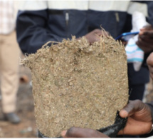 Joal : 253 Kg de Yamba saisis par la Brigade territoriale