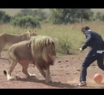 Insolite: Ce zoologiste qui joue au foot avec trois lions sauvages en pleine savane !- Vidéo