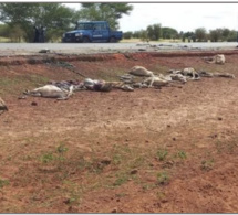 Axe Dahra-Linguère: 55 moutons écrasés par un camion fou