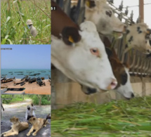 Pour booster l’agriculture et l’élevage à Kaolack: Plus de 180 milliards de Fcfa dégagés