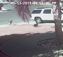 Vidéo: Le chat prend la défense d'un petit garçon attaqué par un chien (Incroyable)