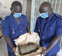Trafic de drogue à Mbour et à Kédougou : 190 kg de drogue saisis par la brigade de la gendarmerie de Joal